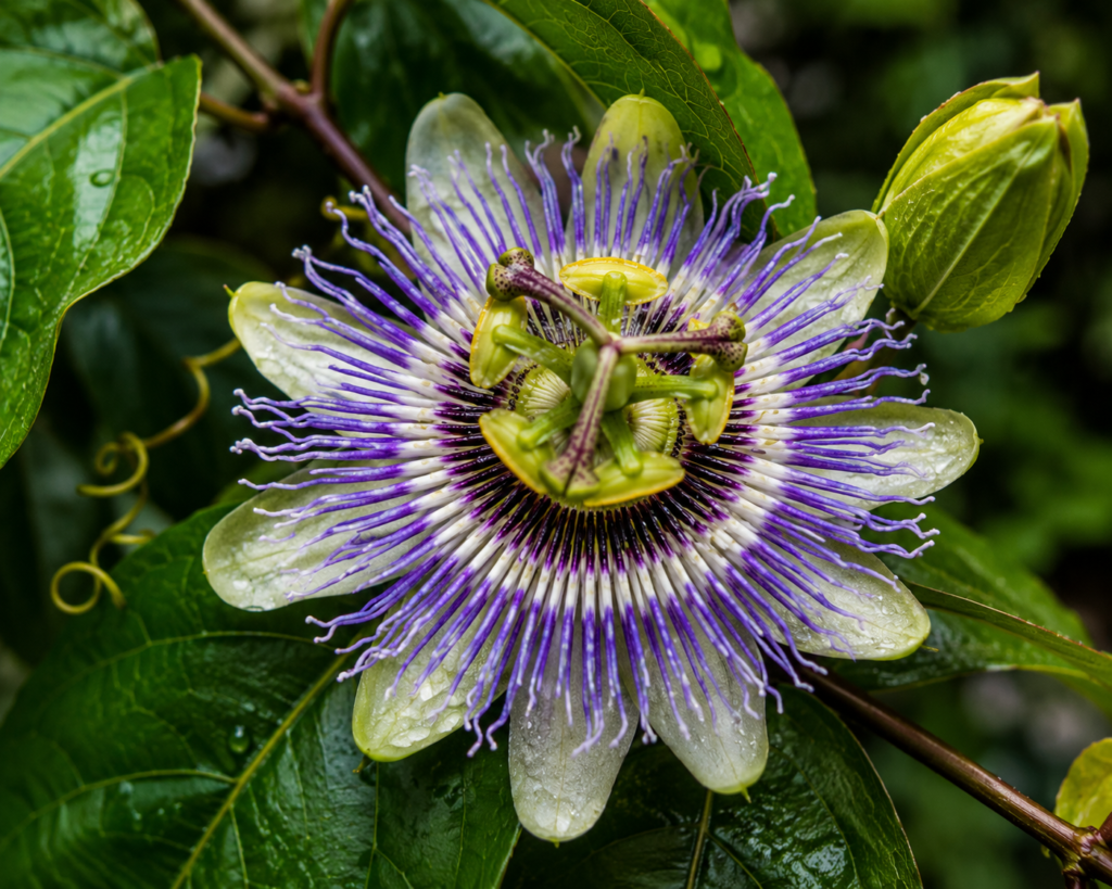 lilikoi flower